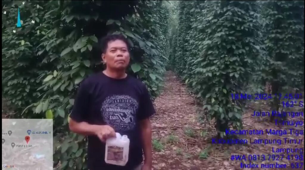 PETANI LADA